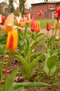 GOA Frühling 2